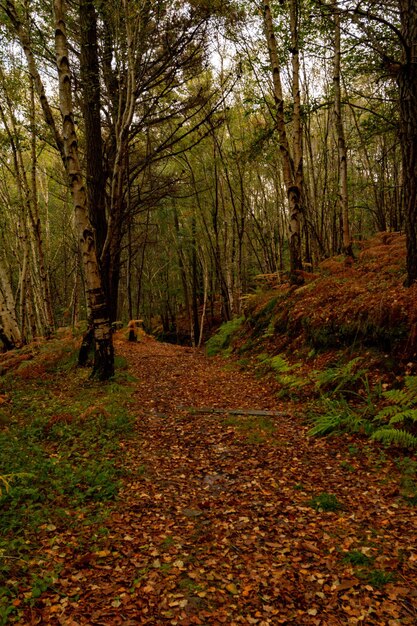 Paysages ruraux à l'intérieur des Asturies