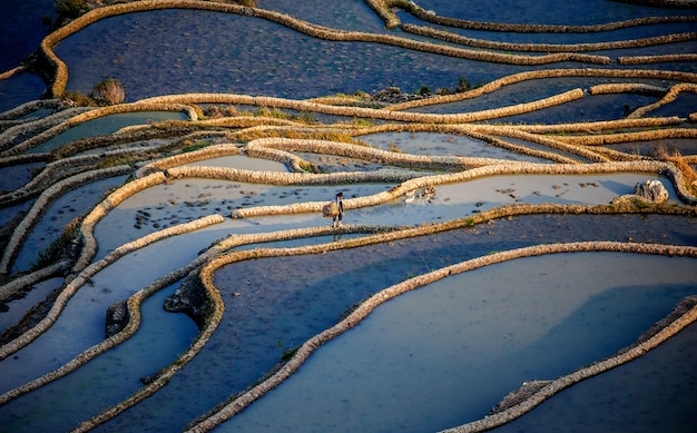 Un paysan chinois marche au bord d'une rizière. Rizières en terrasses de la province du Yunnan en Chine.