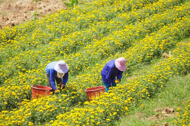 Paysan gardant la fleur de souci, Lopburi Thaïlande