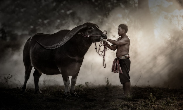 Paysan thaï avec buffle