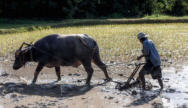 Paysan thaïlandais travaillant avec son buffle