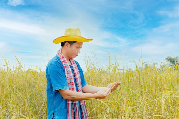 Les paysans asiatiques en robes et chapeaux sont dans un champ de rizières dorées