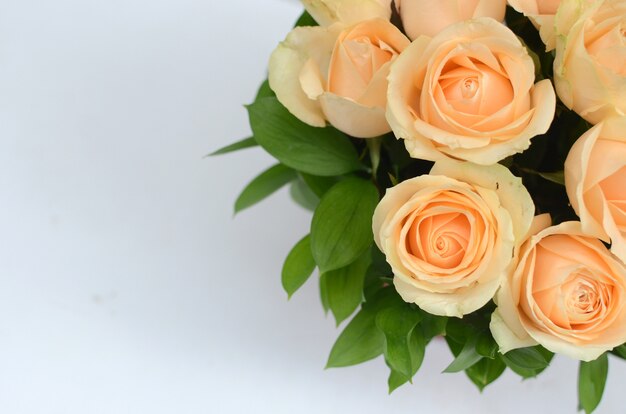 Peach Roses pour le fond