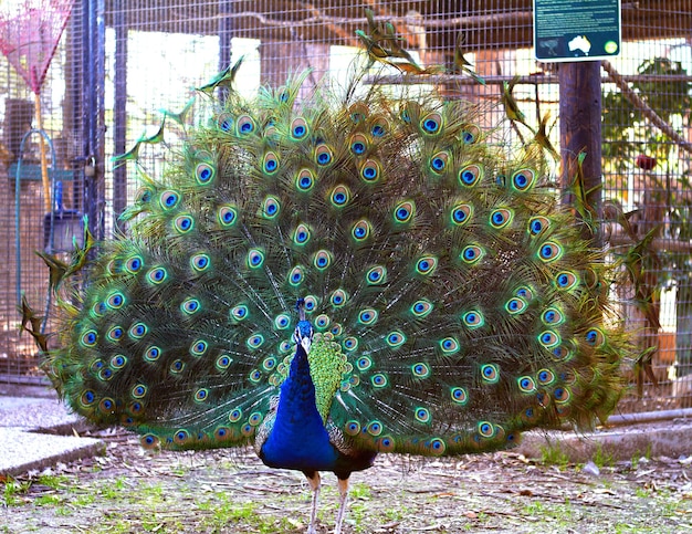 Peacock a rejeté une belle grosse queue avec des nuances bleu-vert