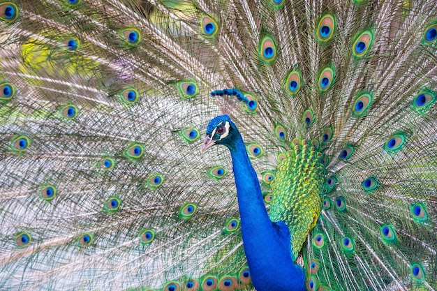 Peacok affichant ses belles plumes