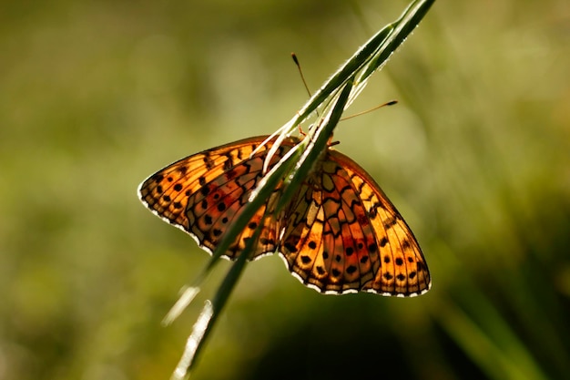 Pearlbordered fritillary Boloria selene Papillon sur la plante