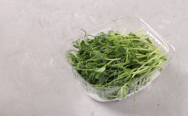 Peas microgreen est situé dans un récipient en plastique sur un fond gris, gros plan