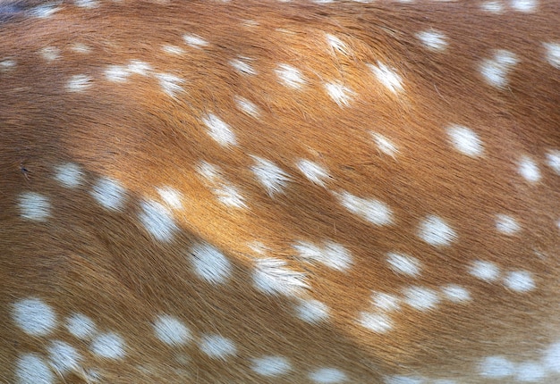 Peau d'animaux cerf sika cervus abstrait