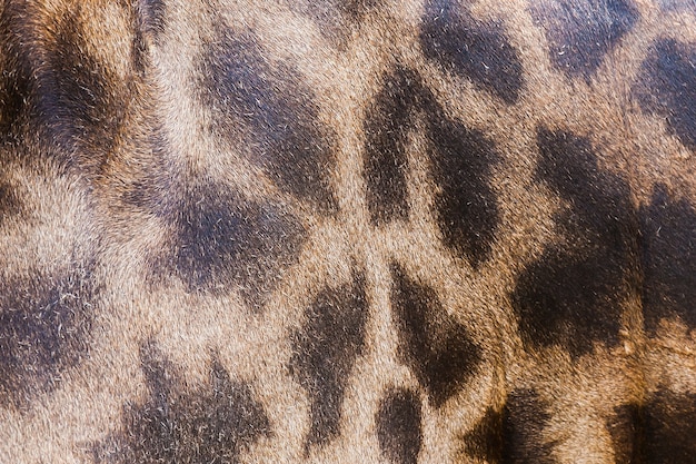 Peau de cuir véritable de girafe pour le fond et la texture