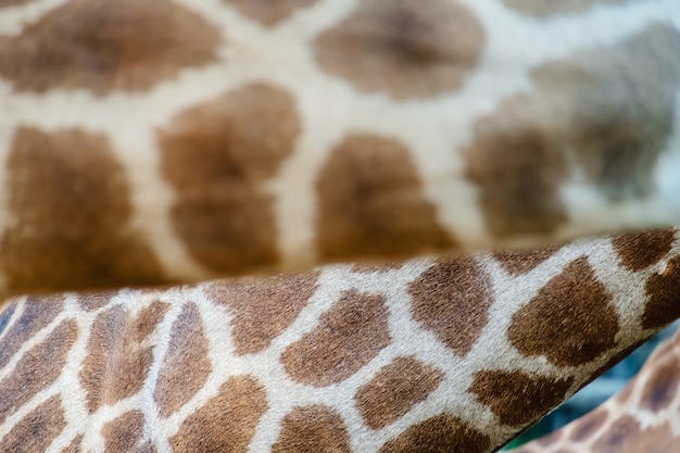 Peau de girafe à motif tacheté