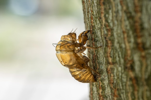 Peau d'une nymphe de cigale Cicadidae sur un tronc d'arbre Macro photographie