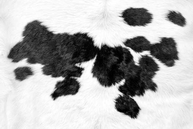 Peau de vache blanche avec fond de taches noires