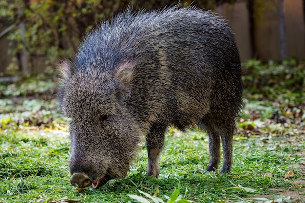 Pécari du Chaco Catagonus wagneri mange de l'herbe