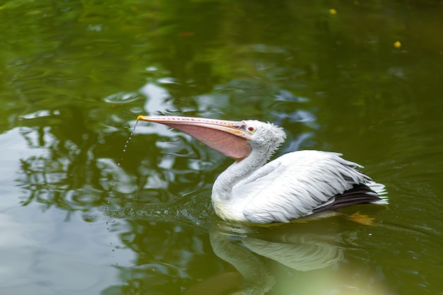 Pêche au pélican sauvage dans le lac de la ville.