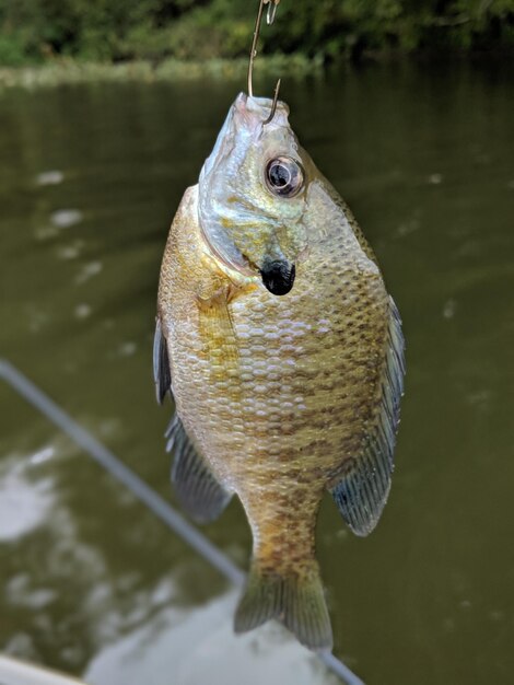 Pêche dans les lacs