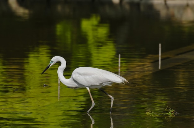 Pêche à la Grande Aigrette Blanche (Ardea Alba)