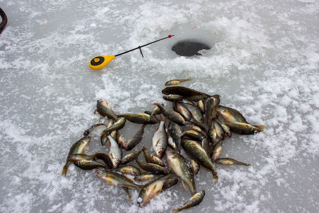 Pêche d'hiver. Poisson sur glace.