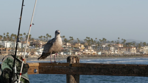 pêche à la ligne en eau salée, promenade sur jetée en bois, accessoire de pêche, agrès ou équipement. Oceanside Californie Etats-Unis. mer océan eau. oiseau mouette attendant près de l'équipement du pêcheur, de la canne ou de la filature.