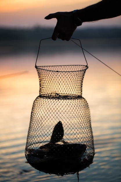 Pêche, Poisson D'eau Douce Cru Dans Le Filet Pour La Capture.