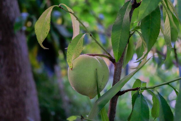 pêche poussant sur l'arbre dans le jardin