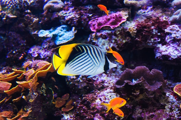 Pêcher dans un aquarium sur la mer rouge