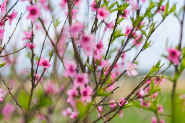 Pêcher à fleurs roses