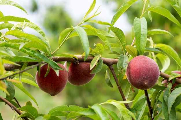 Pêcher avec des fruits qui poussent dans le jardin