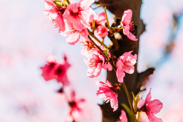 Pêchers en fleurs