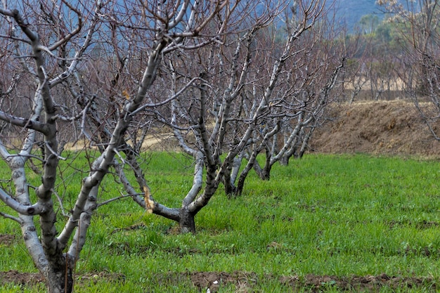 Pêchers plantés en rang