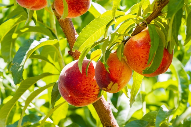 Pêches sur l'arbre prêtes à être cueillies.