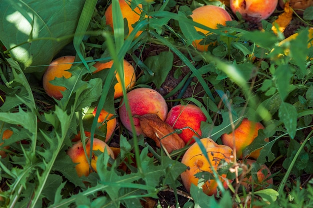 Pêches au sol Fruits pourris