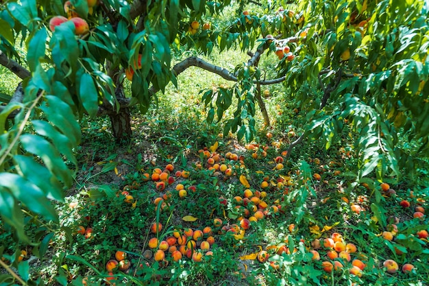 Pêches au sol Fruits pourris