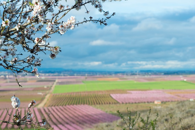 Pêches aux fleurs