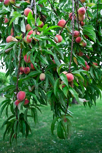 Pêches blanches en été