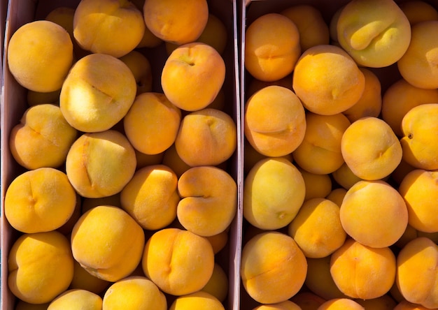 Pêches Calanda pluviales de Teruel Espagne