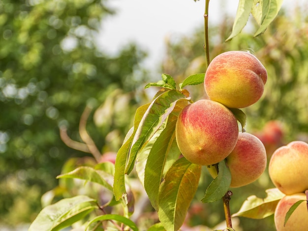 Les pêches douces mûres poussent sur un arbre dans le jardin