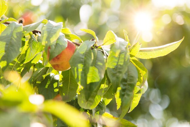 pêches mûres accrochées aux branches de l'arbre