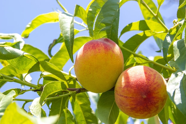 Pêches mûres biologiques sur une branche d'arbre parmi le feuillage vert. Flou sélectif