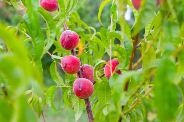 Pêches mûres rouges accrochées à une branche d'arbre Culture et récolte de fruits