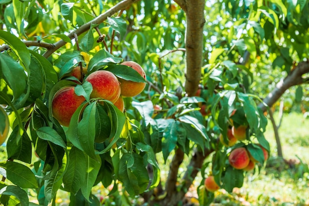 Pêches poussant sur un arbre Fruits biologiques Pêches fraîches