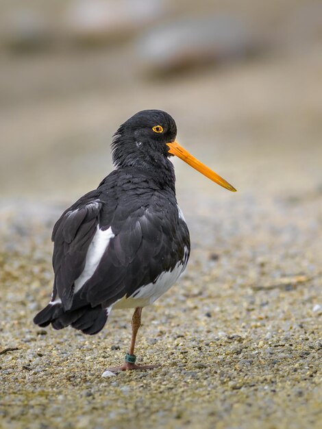 Pêcheur à l'australie