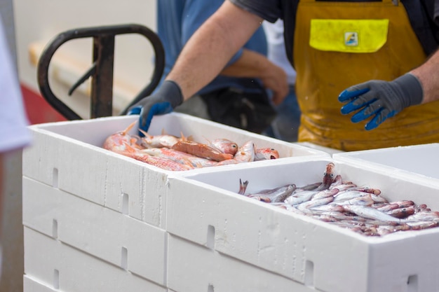 Pêcheur préparant pêché frais dans des conteneurs blancs, délices de l'océan.