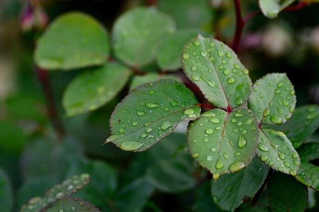 Pédales de rose sous la pluie