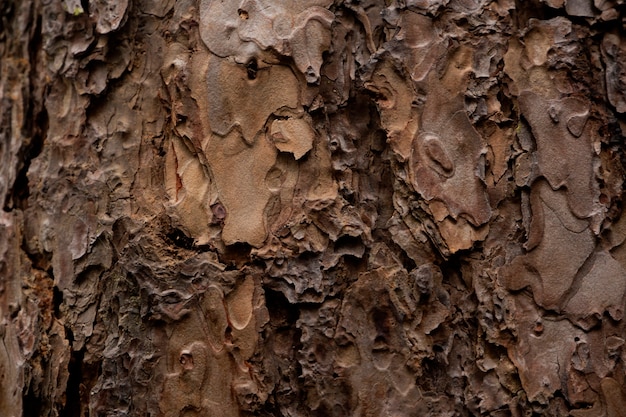 Peeling, fissuré vieil arbre texturé fond