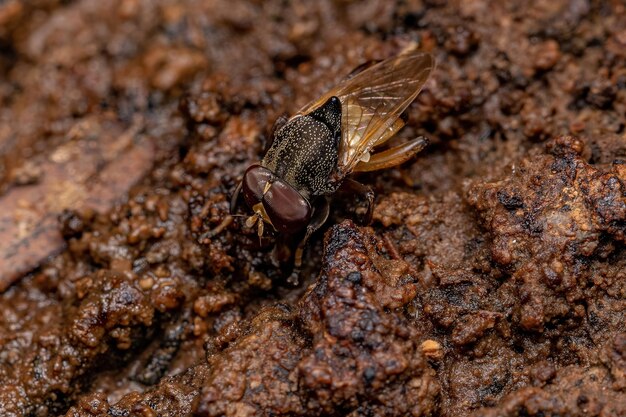 Photo pegleg fly adulte du genre myolepta