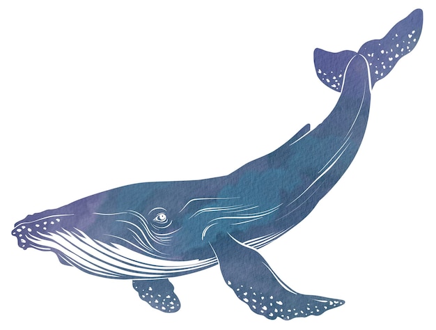 Peinture à l'aquarelle de baleine