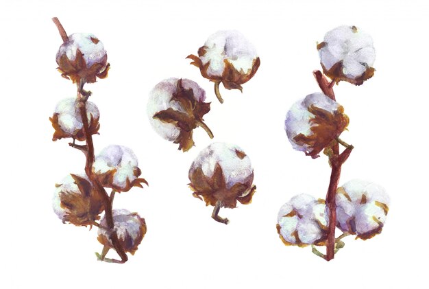 Photo peinture à l'aquarelle de capsules de coton. ensemble botanique dessiné à la main