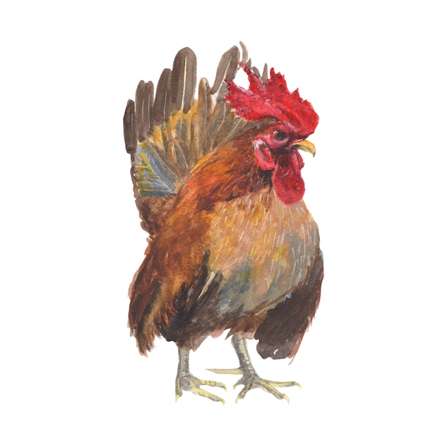 Peinture à l'aquarelle d'un poulet