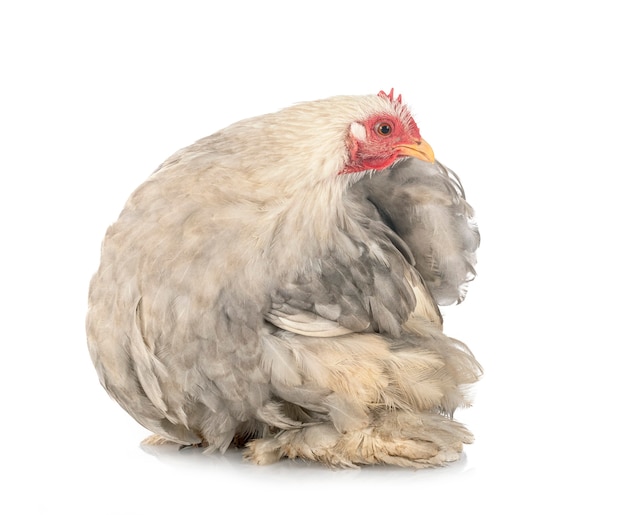 Pékin Bantam devant fond blanc