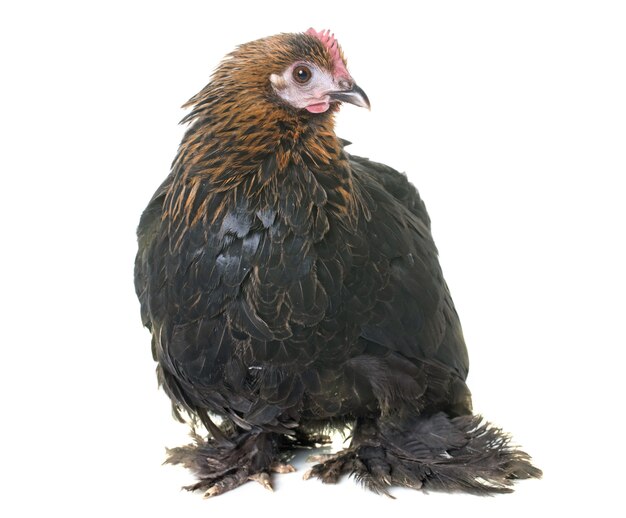 pekin bantam